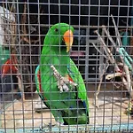 Viriks 3* Μπουργκάς