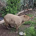 Viriks Πανδοχείο