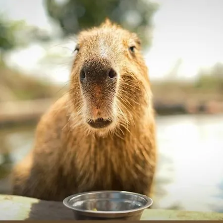 Мини-отель Viriks 3*