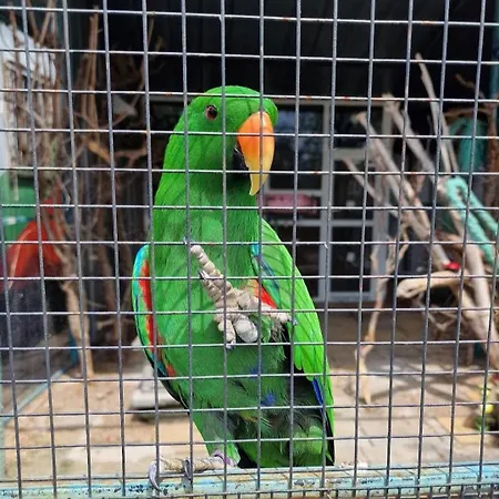 Viriks 3* Burgaz