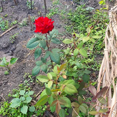 Мини-отель Viriks 3*