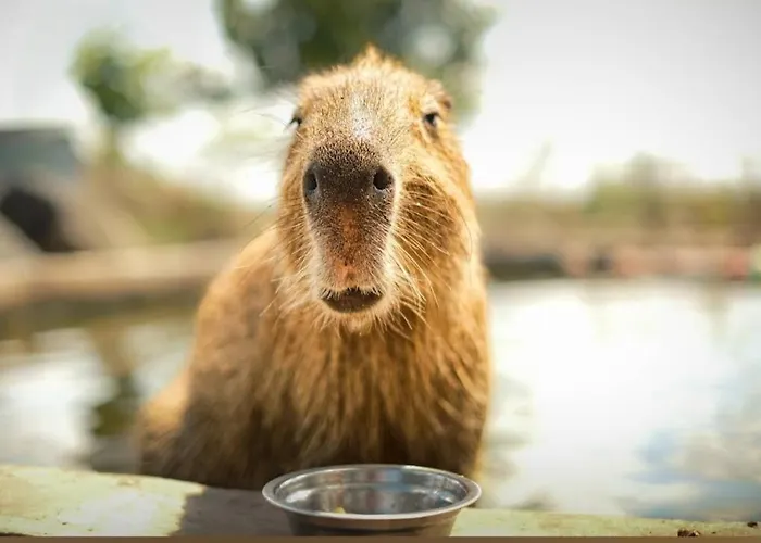 Han/Misafirhane Viriks 3*