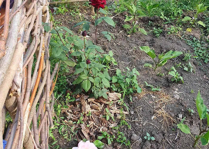 Viriks Värdshus Burgas